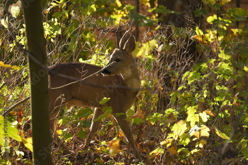 Fototapeta Naklejka Na Ścianę i Meble -  Sarna (Capreolus) 