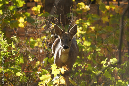 Fototapeta Naklejka Na Ścianę i Meble -  Sarna (Capreolus) 