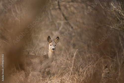 Fototapeta Naklejka Na Ścianę i Meble -  Sarna (Capreolus) 