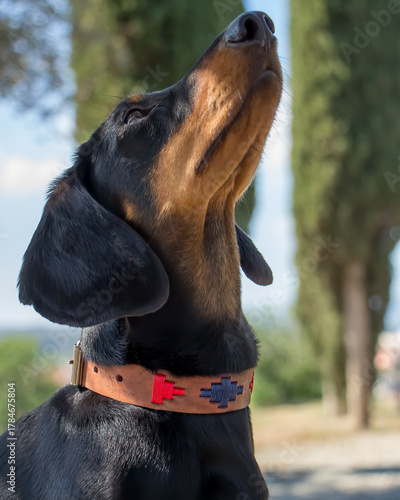 Daschund in the park with a leash