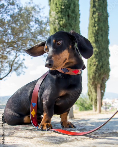 Daschund in the park with a leash