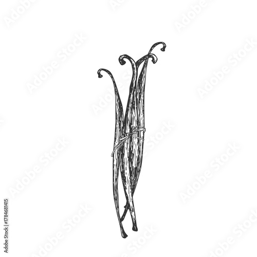 Vanilla stick hand-drawn vector illustration. Black and white pods isolated on a white background. Design elements for packaging of desserts, spices, and essential oils