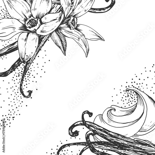 Vanilla hand-drawn vector illustration. Black and white frame with flowers, pods and vanilla cream isolated on a white background. Design elements for packaging of desserts, spices, and essential oils