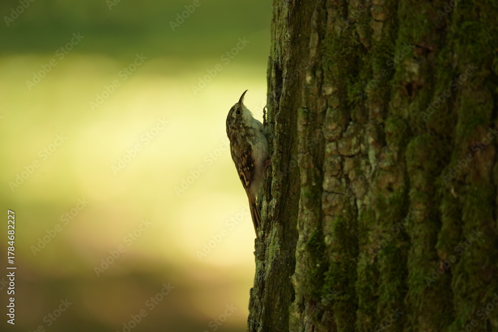 Obraz premium Pełzacz ogrodowy (Certhia brachydactyla)