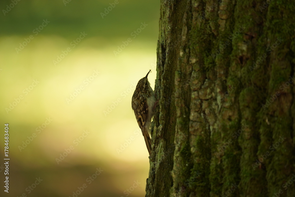 Obraz premium Pełzacz ogrodowy (Certhia brachydactyla)