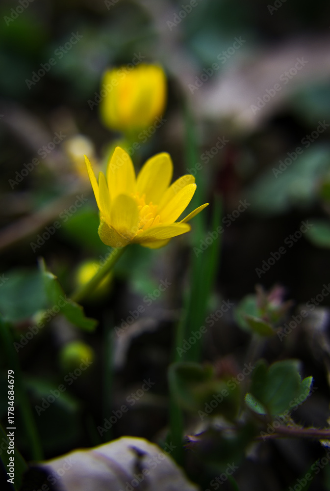 Fototapeta premium Ziarnopłon wiosenny