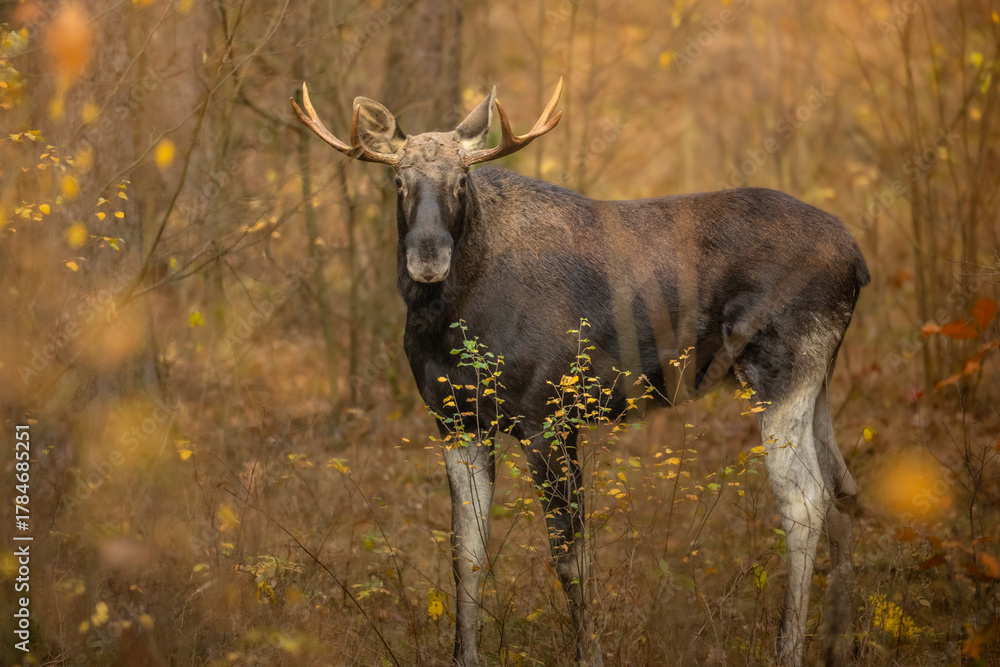 Fototapeta premium Mammals male bull Elk Moose ( Alces alces ) North part of Poland, Europe forest in autumn time