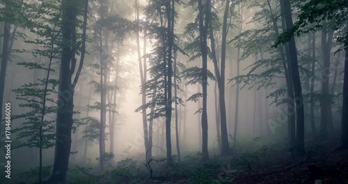 Misty Forest Landscape With Sun Rays Through Tall Trees In Soft Morning Light and Fog video