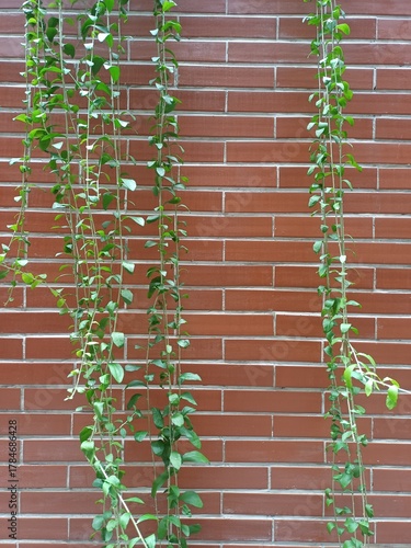 red brick wall with green plant