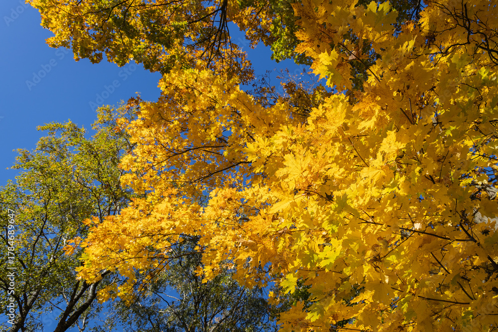 Fototapeta premium yellow maple leaves
