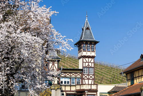 Photos Ribeauville half timbered building with towering spire and blooming spring tree