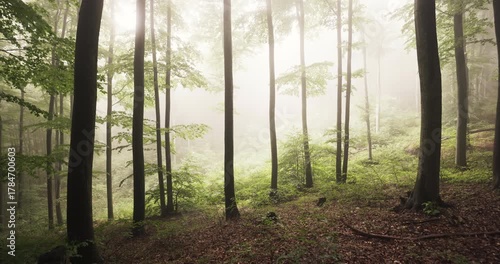 Misty Forest Landscape With Sun Rays Through Tall Trees In Soft Morning Light and Fog video