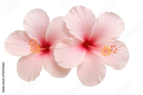 Pink hibiscus flowers blooming, showing delicate petals and yellow stamens on a transparent background