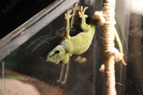 Fotografia Green Day Gecko (Phelsuma) Climbing Glass in a Terrarium