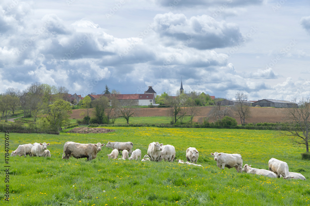 Fototapeta premium Charolais cattle grazing pasture Cussy la Colonne Bourgogne Franche Comte France
