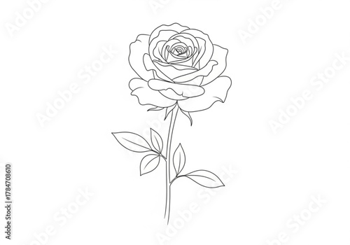 Line art drawing of a single rose