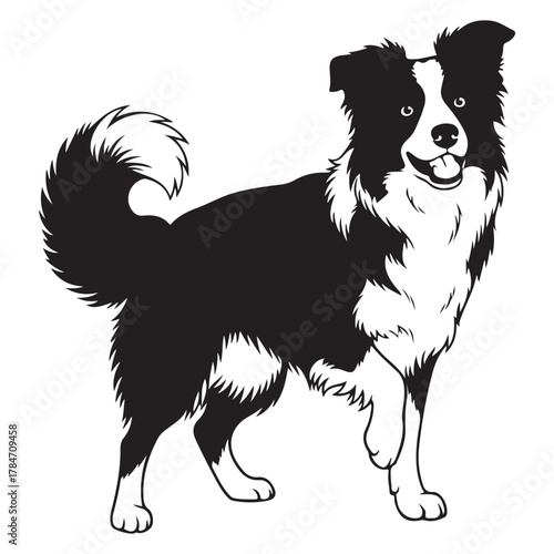 Happy Standing Black and White Border Collie Dog Isolated Illustration