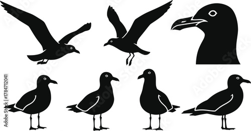 Set of seagull vector icons. Black and white silhouette illustrations of a sea bird flying and standing on an isolated white background