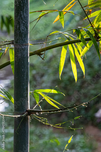 Background image of bamboo trees and bamboo leaves in the nature of the park with morning sunlight and insects on them.