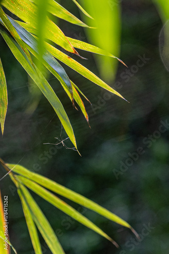 Background image of bamboo trees and bamboo leaves in the nature of the park with morning sunlight and insects on them.