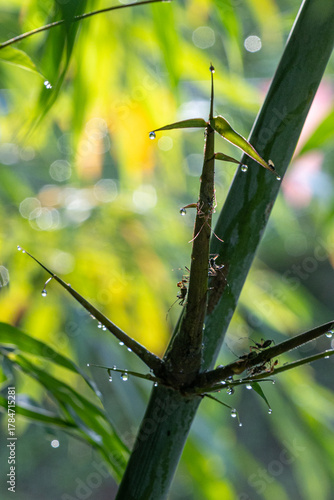 Background image of bamboo trees and bamboo leaves in the nature of the park with morning sunlight and insects on them.