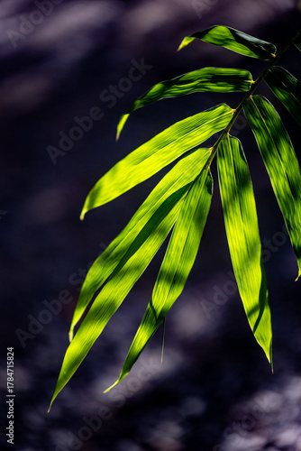 Background image of bamboo leaves in the nature of the park with morning sunlight.