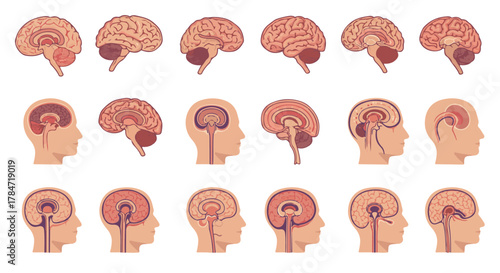 Diagrams illustrating the anatomy and different views of the human brain in profile, highlighting key structures and regions
