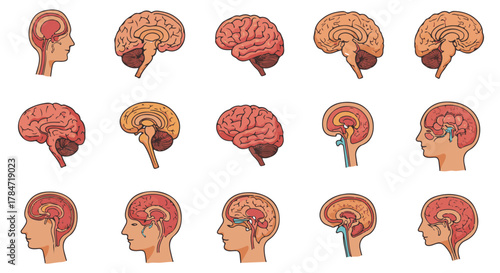 Detailed concept illustrations of human brain anatomy, showcasing intricate internal structures from various sagittal views for medical and educational purposes