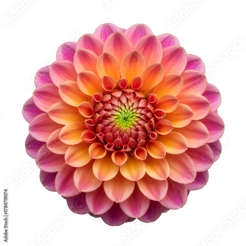 dahlia flower isolated on white background