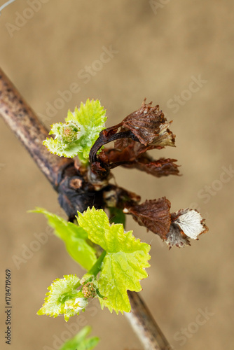 Grapevine shoots emerging from dormant buds in spring