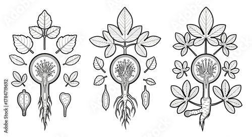 Botanical Illustration of Plant Life Cycles and Root Systems.