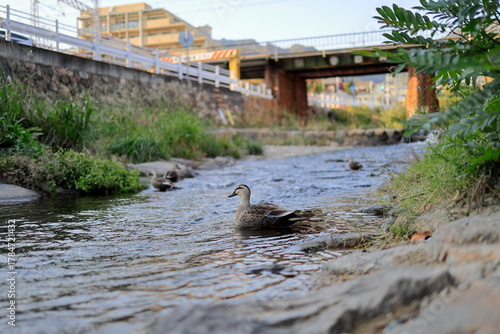 川を泳ぐカモ