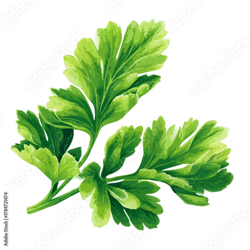 An EPS format illustration, A Simple 2D vibrant celery leaf Collection isolated on a white background, vector, watercolor simple flat 2D icon, minimalist design, collection