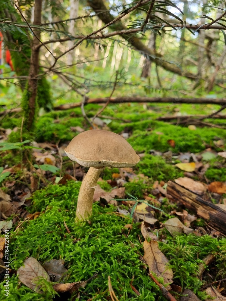 Fototapeta premium mushroom in the forest