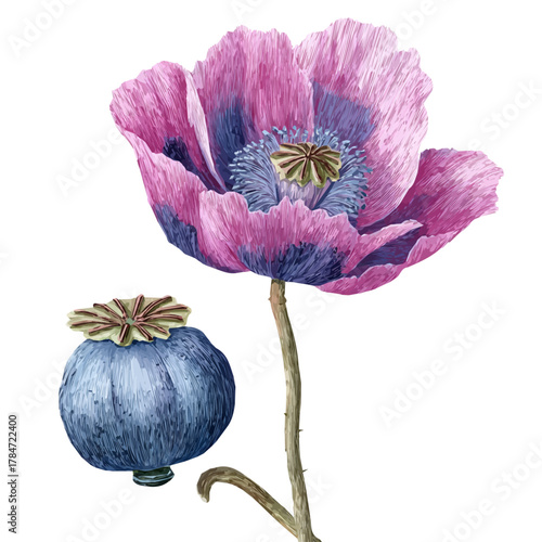 An EPS format illustration, A Simple 2D vibrant poppy seed pod and flower Collection isolated on a white background, vector, watercolor simple flat 2D icon, minimalist design, collection