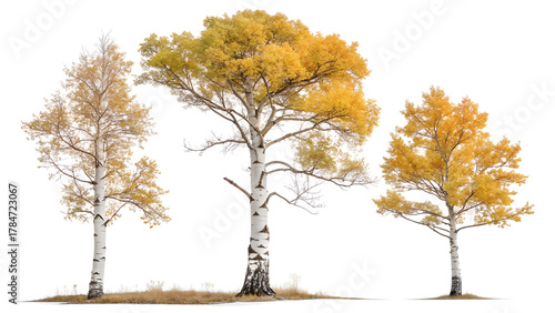 Three distinct birch trees with vibrant autumn foliage showcasing their unique textures and colors isolated on transparent background