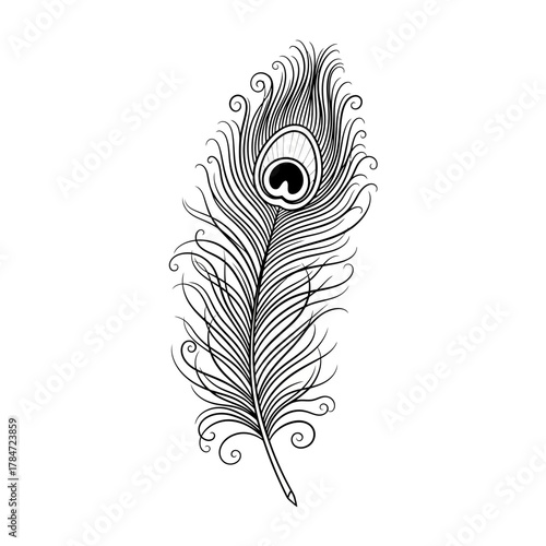 peacock feather on white background