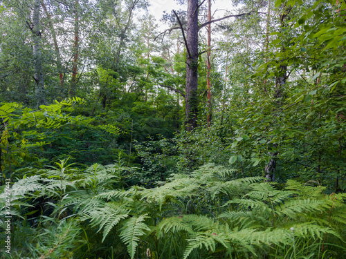 Forest with fern tickets on a foreground in sunny day