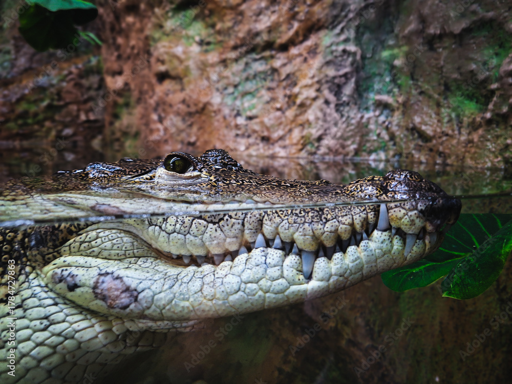 Fototapeta premium close up of a crocodile