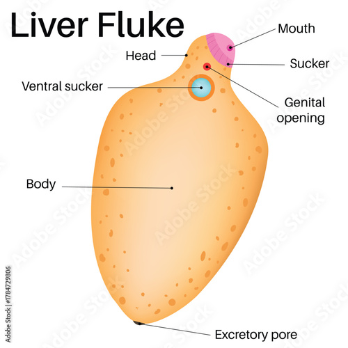 The body of liver flukes is leaf-like.