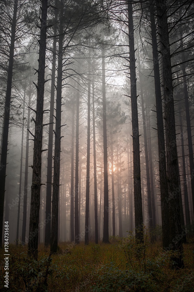 Naklejka premium Ethereal forest mist filters golden sunrise light, creating a mystical, serene woodland scene with towering pine trees and quiet nature