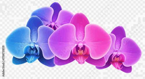 Stunning orchid blooms in vibrant blues and purples, perfect for elegant designs, adding a touch of nature and sophistication to any creative project