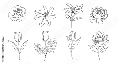 Floral White Line Art Flowers on Transparent Background Botanical Designs