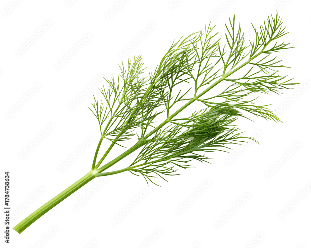 Fototapeta premium dill isolated on transparent white background full depth of field clipping path