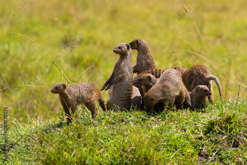 Bild auf Leinwand Banded mongoose (Mungos mungo), a group of animals observes the surroundings from a termite mound before setting out to hunt