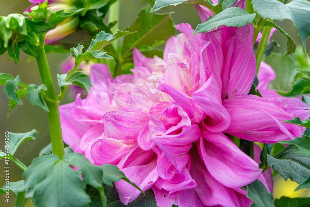 Fototapeta premium 庭園に咲く大輪のピンク色のダリアの花のクローズアップ