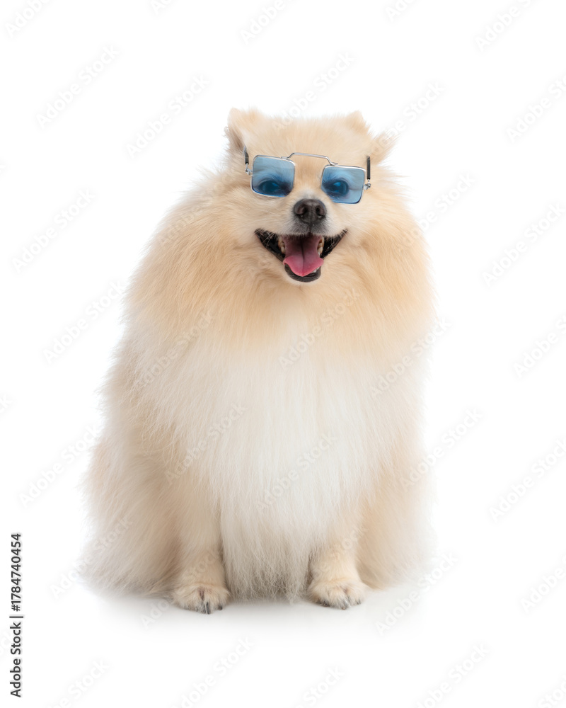 Obraz premium Happy fluffy pomeranian dog with sunglasses sitting