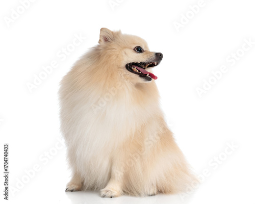 Happy fluffy pomeranian dog sitting and looking to the side
