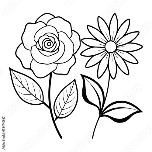 gardenia daisy hardy line art on white background
