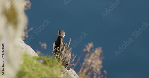 Puffin perched on coastal cliffside with ocean in the background